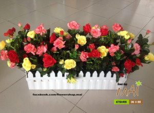 Hàng rào đỗ quyên 678HR5