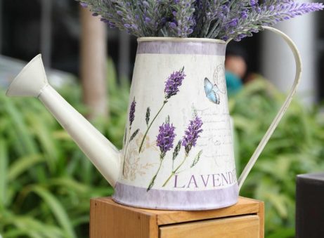 Bình tưới hoa lavender