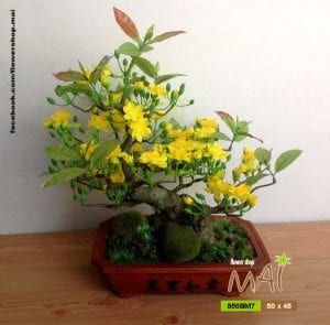 Bonsai mai 550BM7
