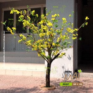 Mai Tết 552MT