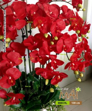 Chậu Lan cao 666CHL