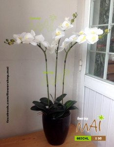 Lan hồ điệp 663CHL