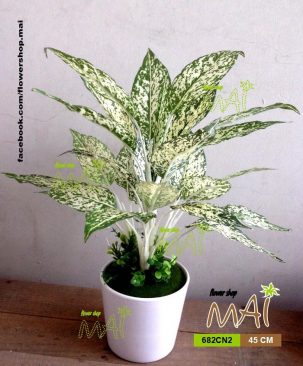 Chậu ngọc ngân 682CN