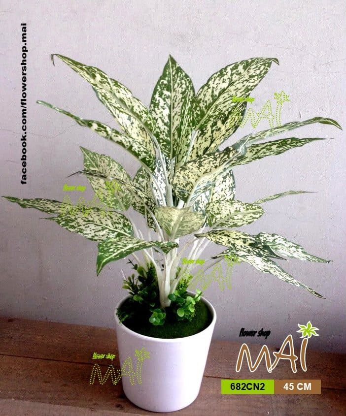 Chậu ngọc ngân 682CN