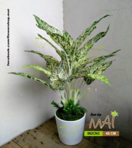 Chậu ngọc ngân 682CN2