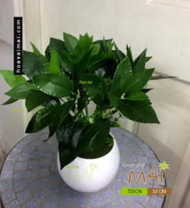 Lọ cây trà xanh 725CN