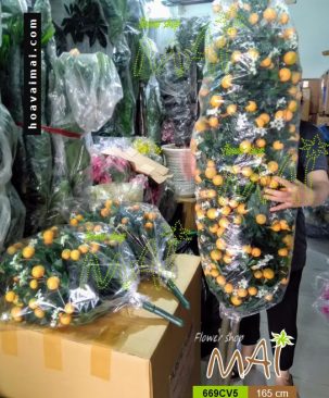 Cây quất không chậu cao 165 cm