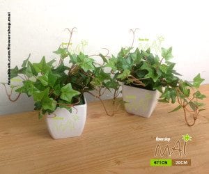 Lọ Ivy lá thường xuân giả nhỏ 671CN