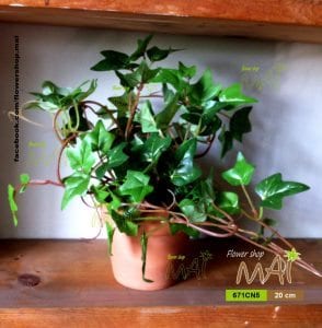 Lọ Ivy 671CN5