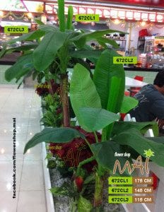 Bộ 3 cây chuối giả đẹp như thật 672CL