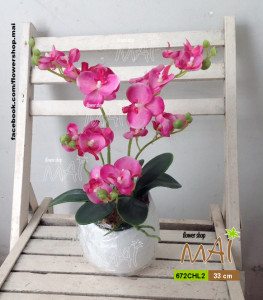 Lọ lan nhỏ 672CHL2