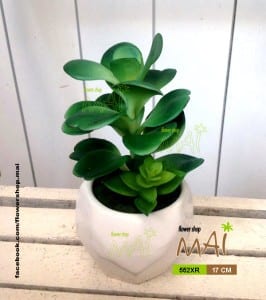Lọ sống đời 552XR