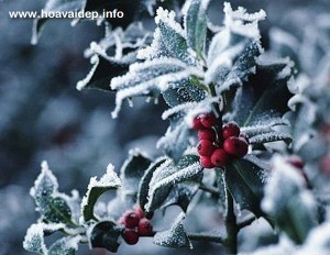 Lá Cây Nhựa Ruồi (Holly)