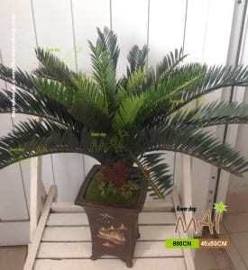 Thiên tuế nhỏ 680CN