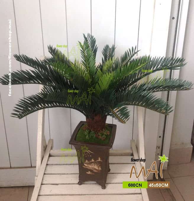 Thiên tuế nhỏ 680CN
