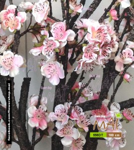 Đào nở đẹp 556DT
