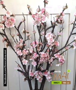 Đào nở đẹp 556DT