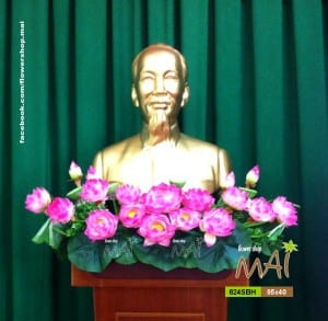 Sen Bác Hồ 624SBH