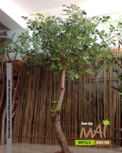 Cây xanh 2m 657CL3
