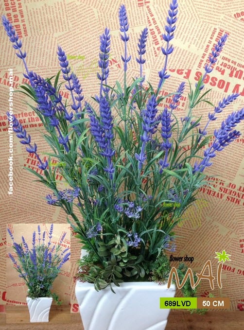 Chậu Lavender 689LVD