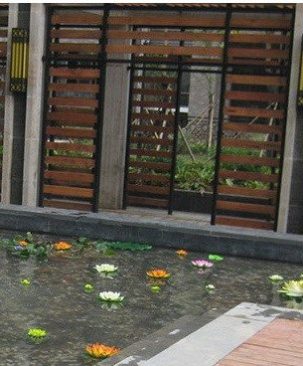 Sen nước 380HV