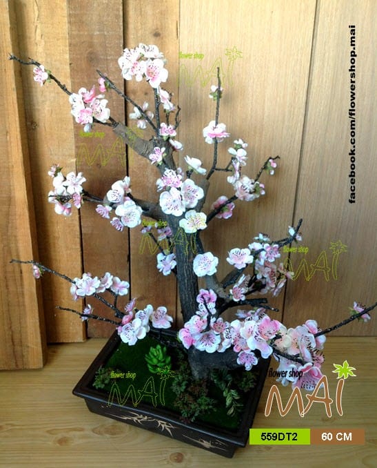 Đào bonsai 559DT2