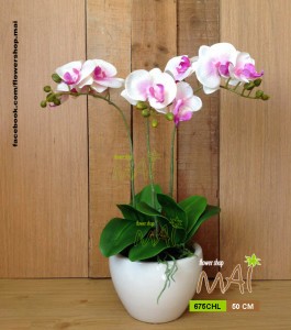 Chậu lan nhỏ 675CHL