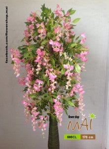 Hoa tử đằng 686CL