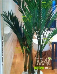 Dừa kiểng 2m 682CL