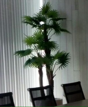 Cây cọ kiểng 707CL