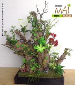 Tiểu cảnh sen đá rêu phong 555MH