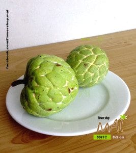 Mãng cầu ta - trái na nhựa 669TC