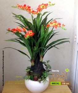 Địa Lan củ to 685CHL