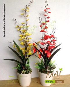 Lọ lan vũ nữ 686CHL
