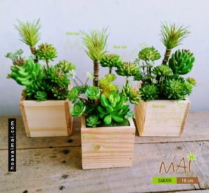 Tiểu cảnh sen đá 556RX