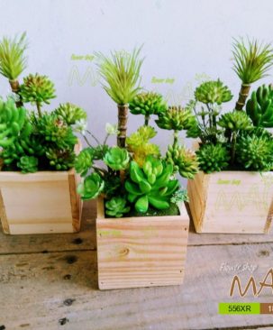 Tiểu cảnh sen đá 556RX