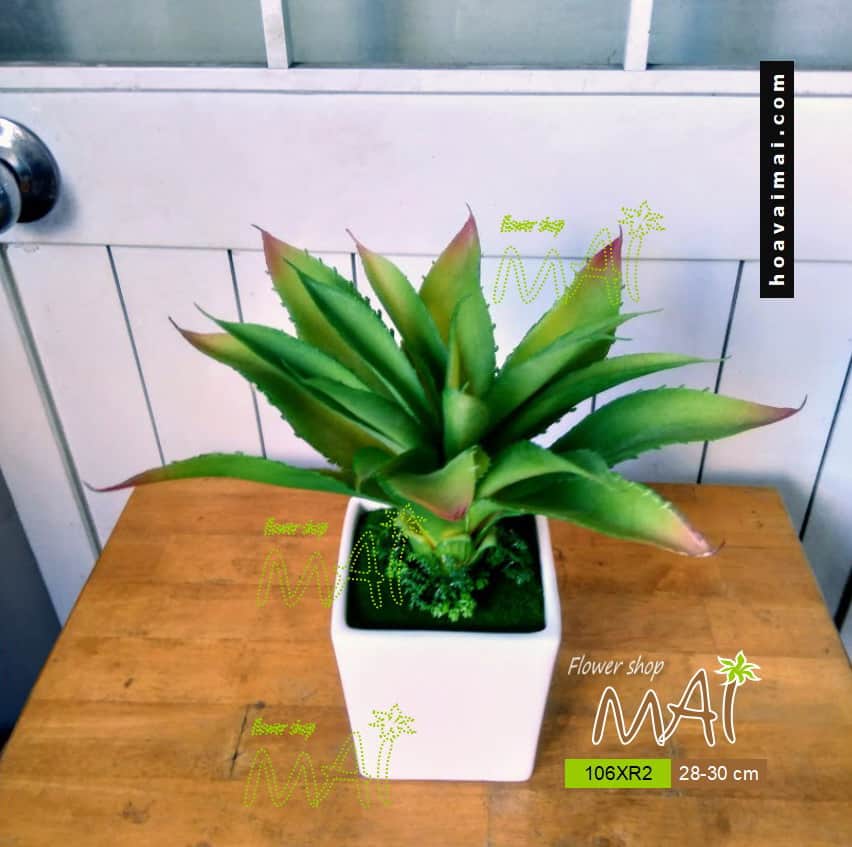Dứa Nam Mỹ 106XR
