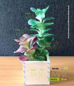 Lọ sống đời 552SD2