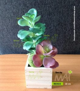 Lọ sống đời 552SD2