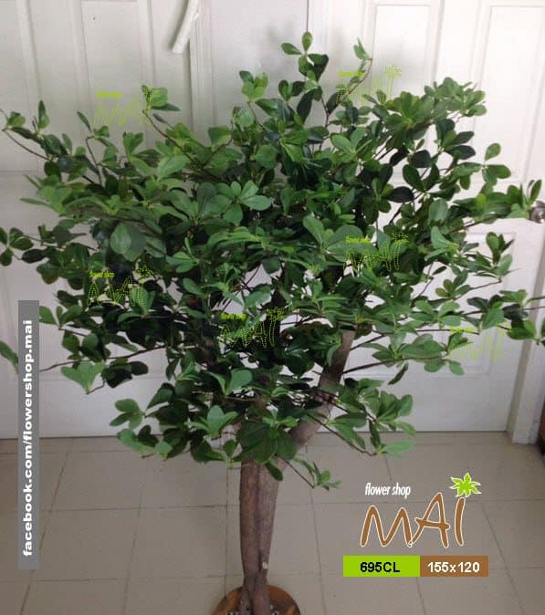 Cây xanh 1,55m 695CL