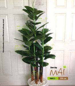 Cây lá lớn 696CL