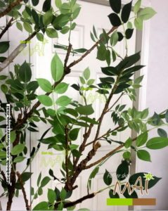 Lá cây sử dụng