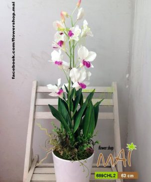 Lan Dendro 689CHL2