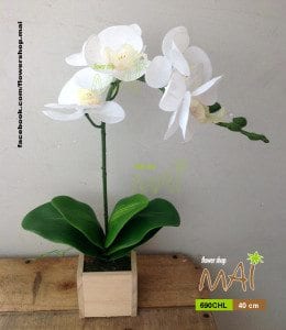 Lan hồ điệp 690CHL