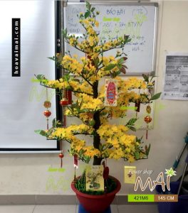 Mai Tết 1,45m 421HM6