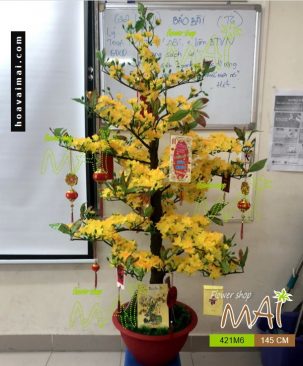 Mai Tết 1,45m 421HM6