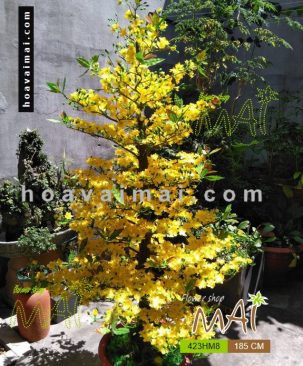 Mai Tết 1,85m 423HM8