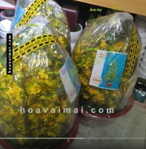 Mai Tết 1,85m 423HM8