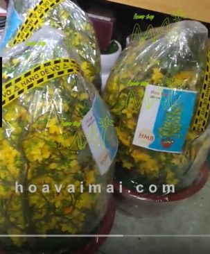 Mai Tết 1,85m 423HM8