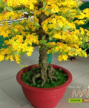Mai Tết 523MT200